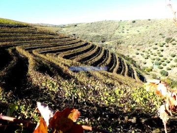Terreno Agricola ou Rústico para Venda em Vila Nova de Foz Côa