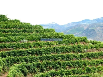 Terreno Agricola ou Rústico para Venda em Vila Nova de Foz Côa