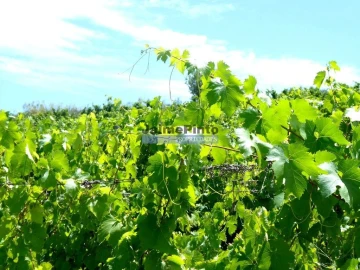 Terreno Agricola ou Rústico para Venda em Vila Nova de Foz Côa