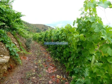 Terreno Agricola ou Rústico para Venda em Vila Nova de Foz Côa
