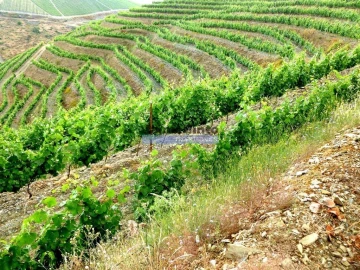 Terreno Agricola ou Rústico para Venda em Vila Nova de Foz Côa