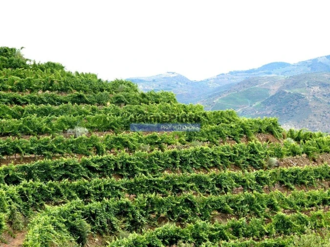 Terreno Agricola ou Rústico para Venda em Vila Nova de Foz Côa Foto 5