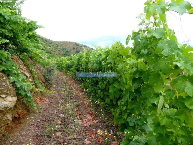 Terreno Agricola ou Rústico para Venda em Vila Nova de Foz Côa Foto 7