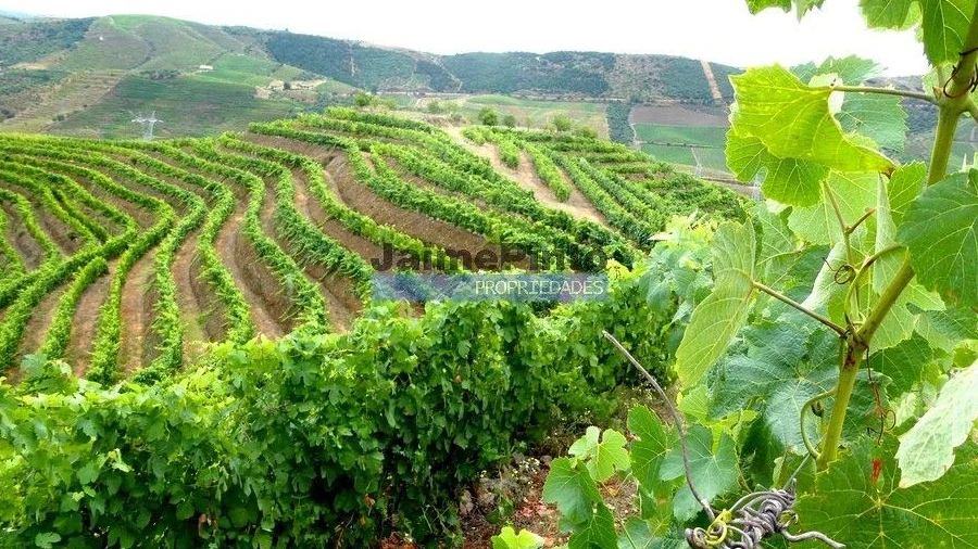 Terreno Agricola ou Rústico para Venda em Vila Nova de Foz Côa