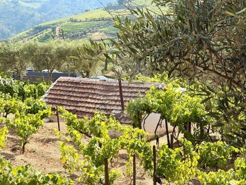 Moradia T1 para Venda em Lobrigos (São Miguel e São João Baptista) e Sanhoane