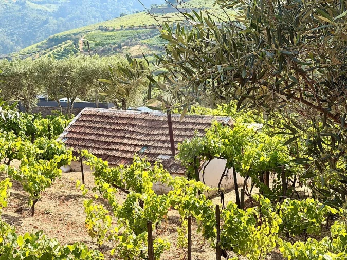 Moradia T1 para Venda em Lobrigos (São Miguel e São João Baptista) e Sanhoane Foto 7