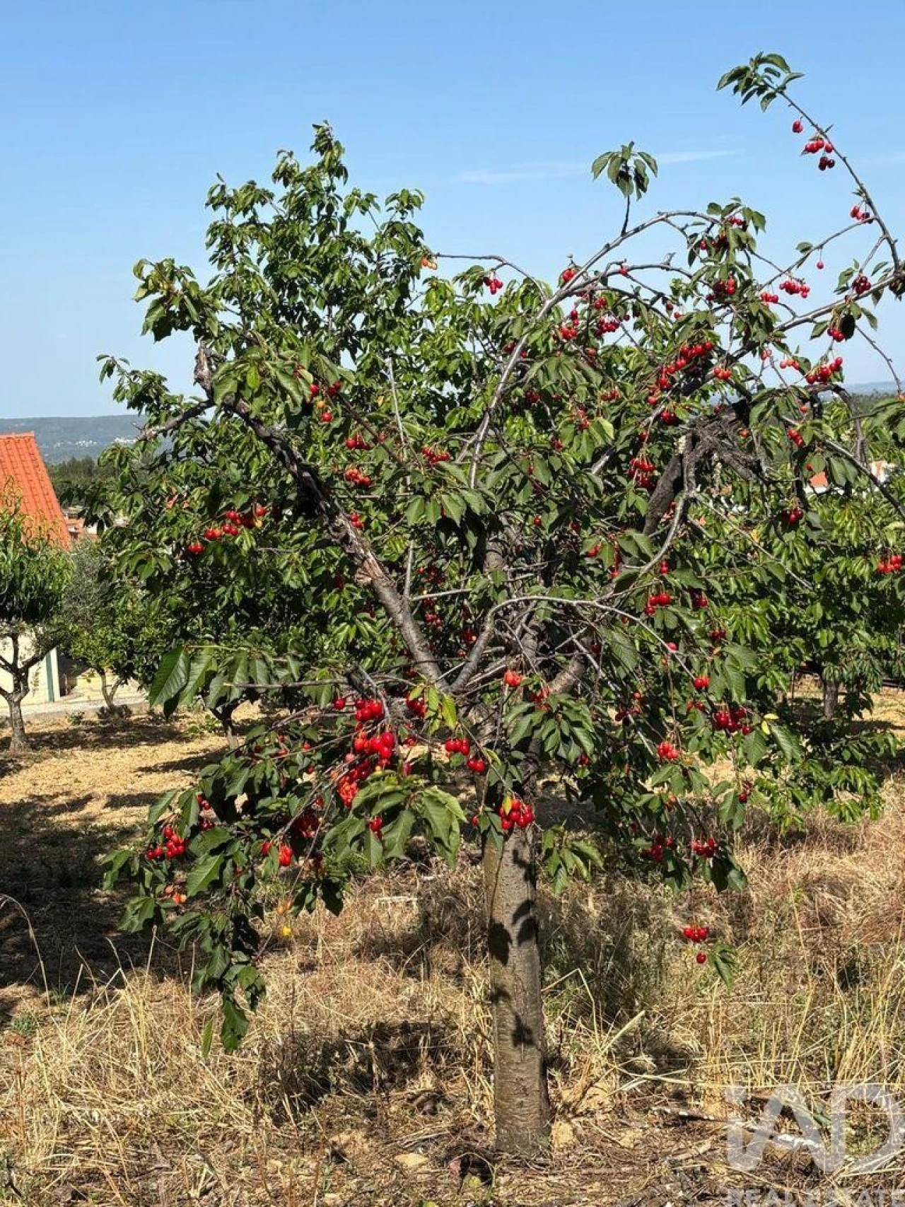 Moradia T4 para Venda em Sobreira Formosa e Alvito da Beira Foto 24