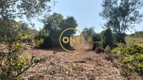 Terreno para Venda em Igreja Nova e Cheleiros