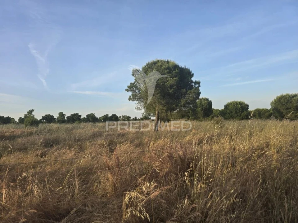 Terreno para Venda em Ourique Foto 5
