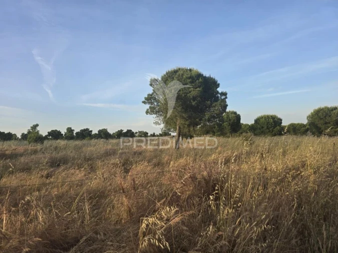 Terreno para Venda em Ourique Foto 5