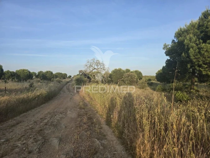 Terreno para Venda em Ourique Foto 6