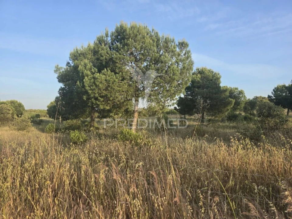 Terreno para Venda em Ourique Foto 3