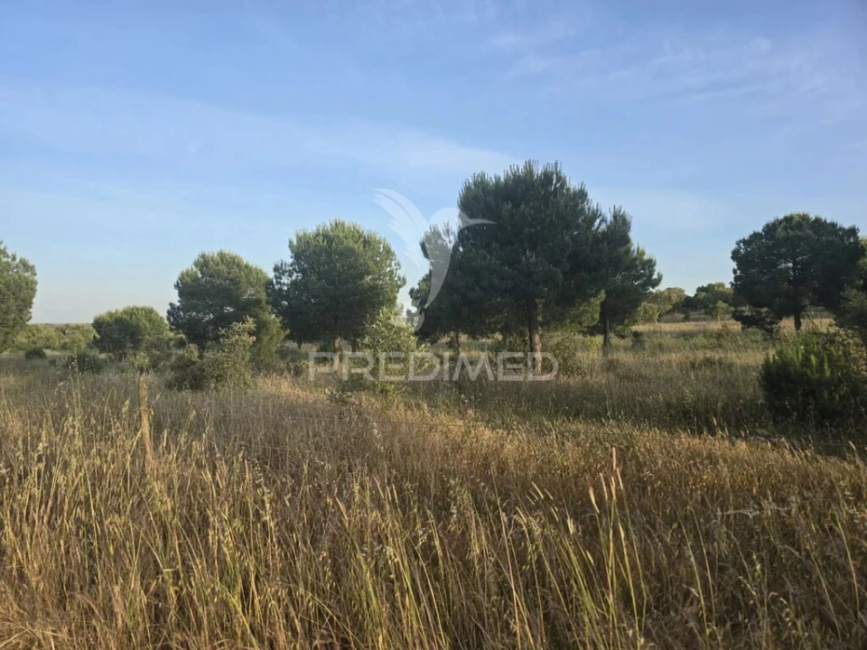 Terreno para Venda em Ourique Foto 4