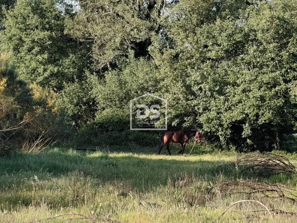 Terreno Agricola ou Rústico para Venda em Ratoeira Foto 10