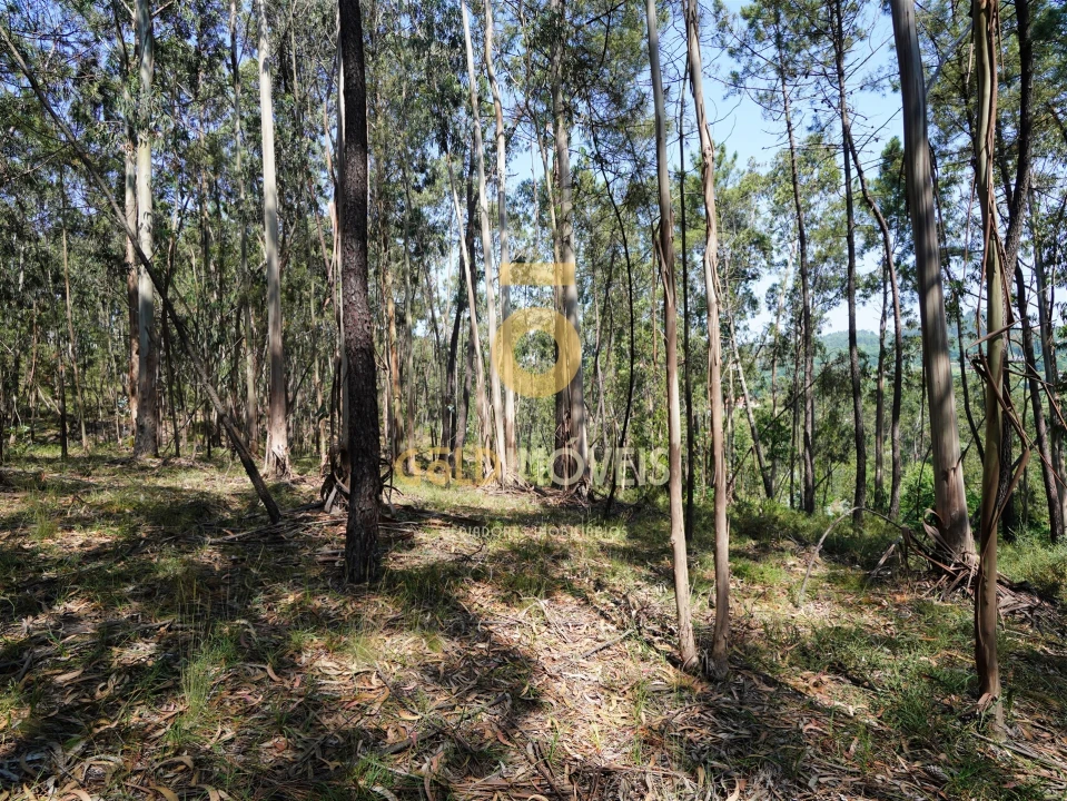 Terreno Agricola ou Rústico para Venda em Sobrado e Bairros Foto 10