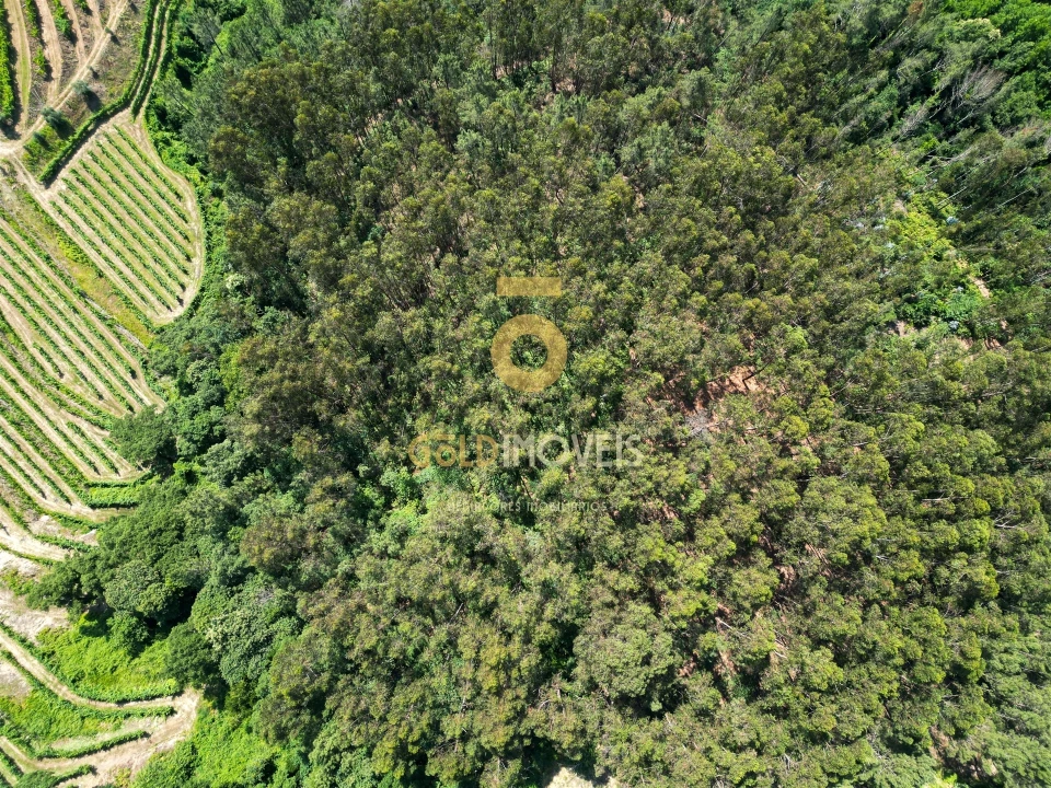 Terreno Agricola ou Rústico para Venda em Sobrado e Bairros Foto 6
