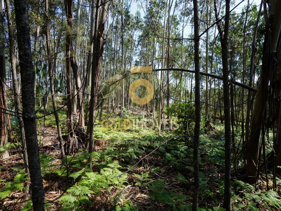 Terreno Agricola ou Rústico para Venda em Sobrado e Bairros Foto 18