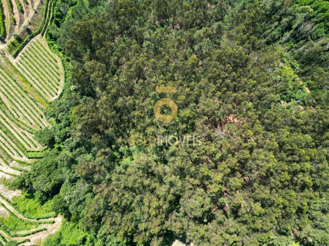 Terreno Agricola ou Rústico para Venda em Sobrado e Bairros Foto 6