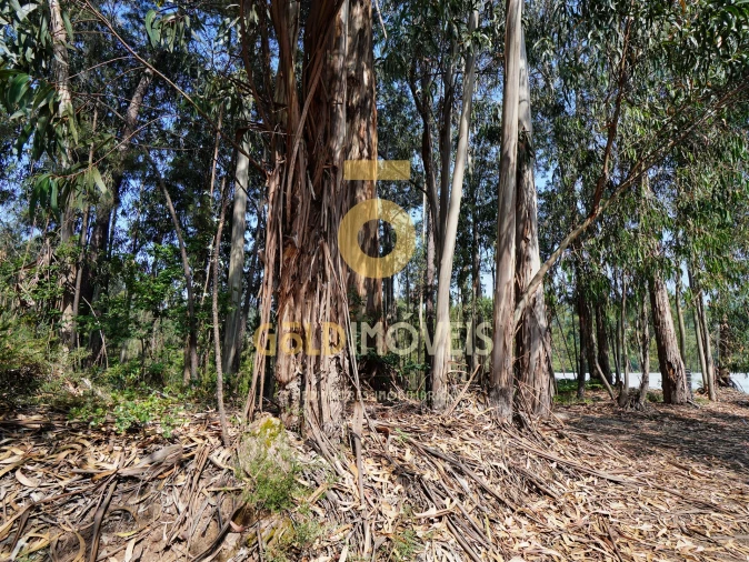 Terreno Agricola ou Rústico para Venda em Sobrado e Bairros Foto 22