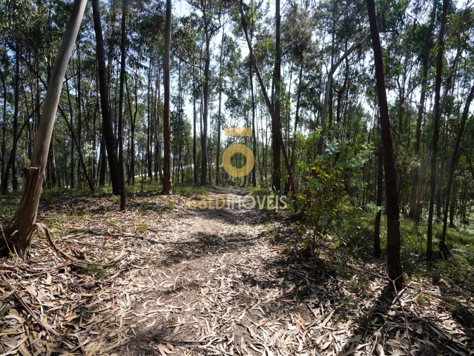 Terreno Agricola ou Rústico para Venda em Sobrado e Bairros Foto 8