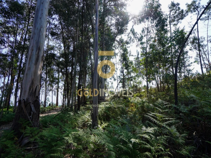 Terreno Agricola ou Rústico para Venda em Sobrado e Bairros Foto 24