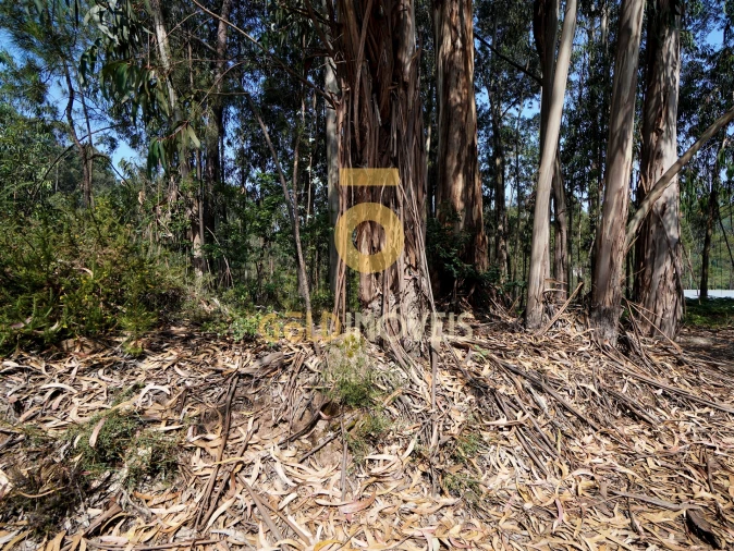 Terreno Agricola ou Rústico para Venda em Sobrado e Bairros Foto 21