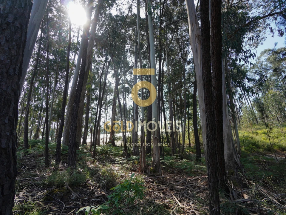 Terreno Agricola ou Rústico para Venda em Sobrado e Bairros Foto 26