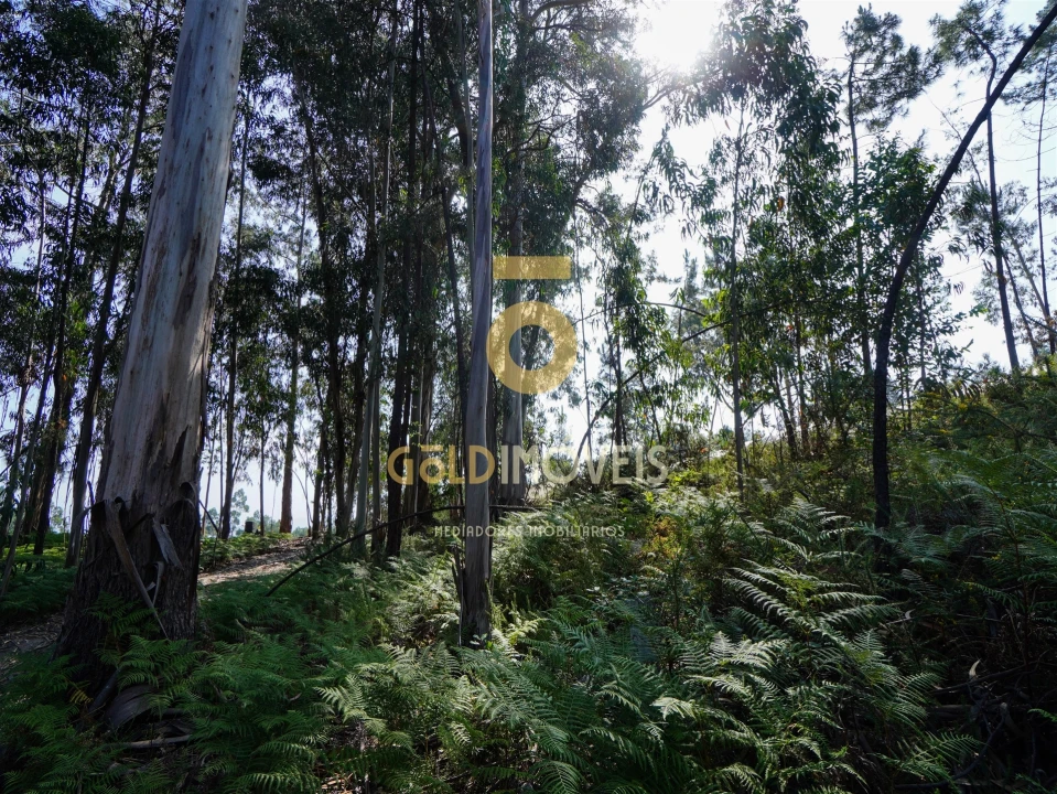 Terreno Agricola ou Rústico para Venda em Sobrado e Bairros Foto 24