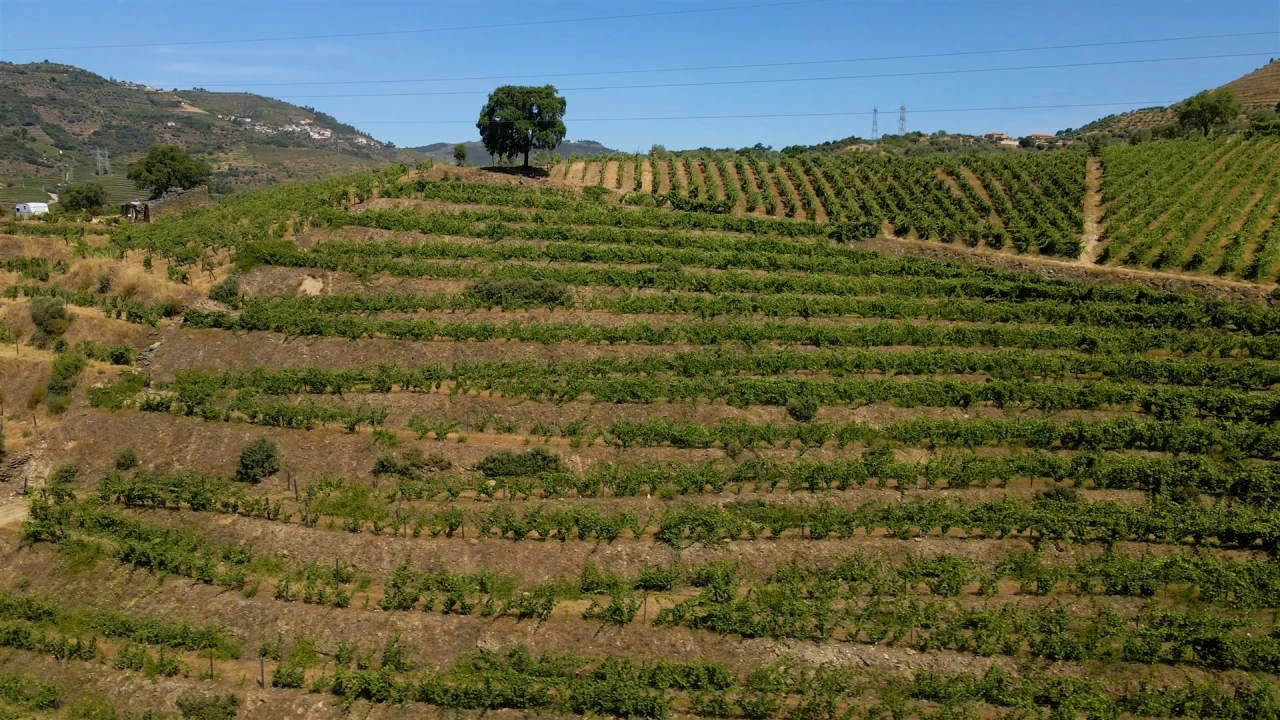 Quinta T0 para Venda em Barcos e Santa Leocádia Foto 11