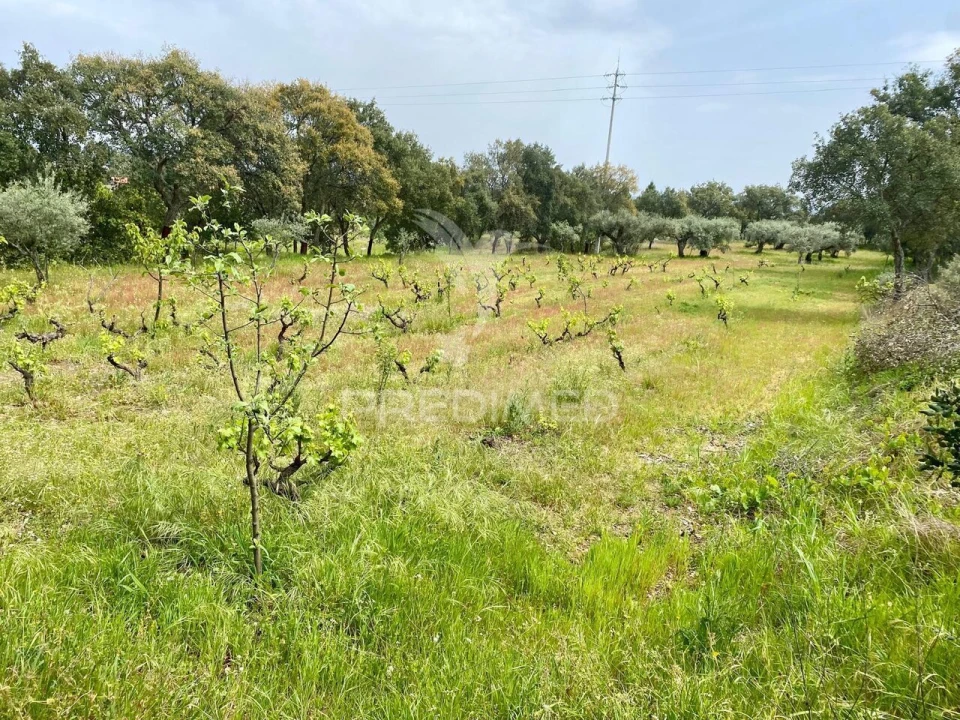 Moradia T5 para Venda em Vale de Prazeres e Mata da Rainha Foto 24