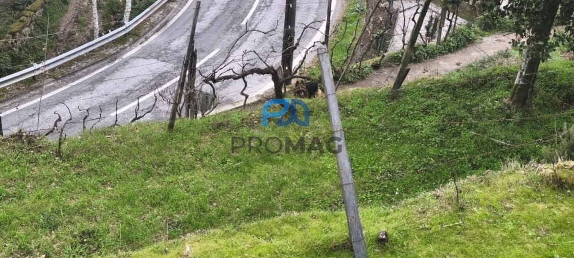 Terreno para Venda em Cinfães Foto 5