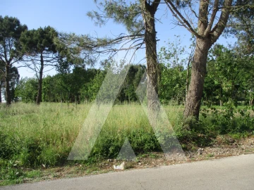 Terreno para Venda em Bustos, Troviscal e Mamarrosa