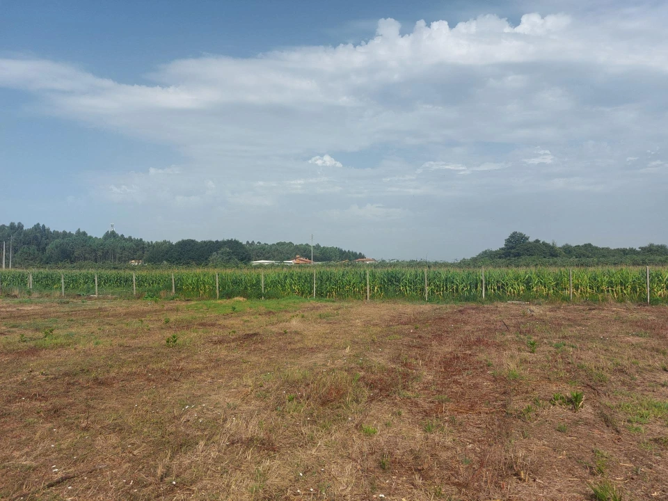 Terreno Agricola ou Rústico para Venda em Oiã Foto 3