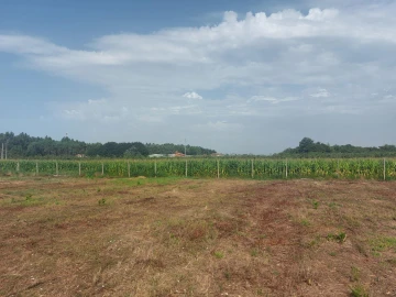Terreno Agricola ou Rústico para Venda em Oiã