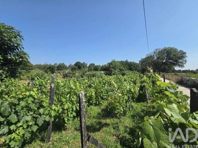 Terreno para Venda em Santa Comba Dão e Couto do Mosteiro Foto 6
