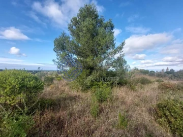 Terreno para Venda em Azeitão (São Lourenço e São Simão)