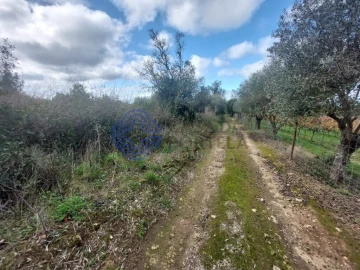 Terreno para Venda em Azeitão (São Lourenço e São Simão)