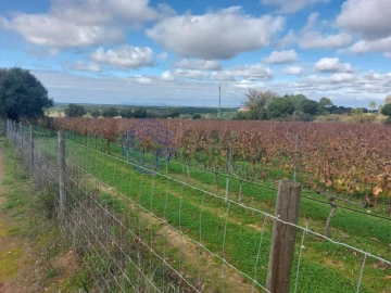 Terreno para Venda em Azeitão (São Lourenço e São Simão)