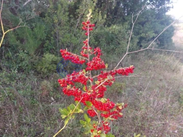 Terreno para Venda em Azeitão (São Lourenço e São Simão)