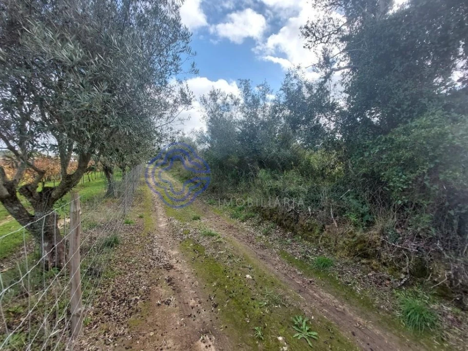 Terreno para Venda em Azeitão (São Lourenço e São Simão) Foto 36