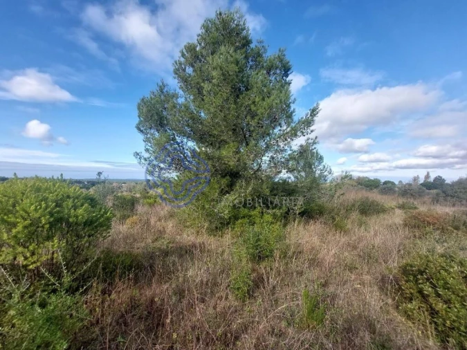 Terreno para Venda em Azeitão (São Lourenço e São Simão) Foto 14