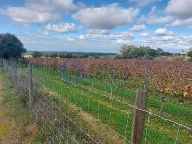Terreno para Venda em Azeitão (São Lourenço e São Simão) Foto 43