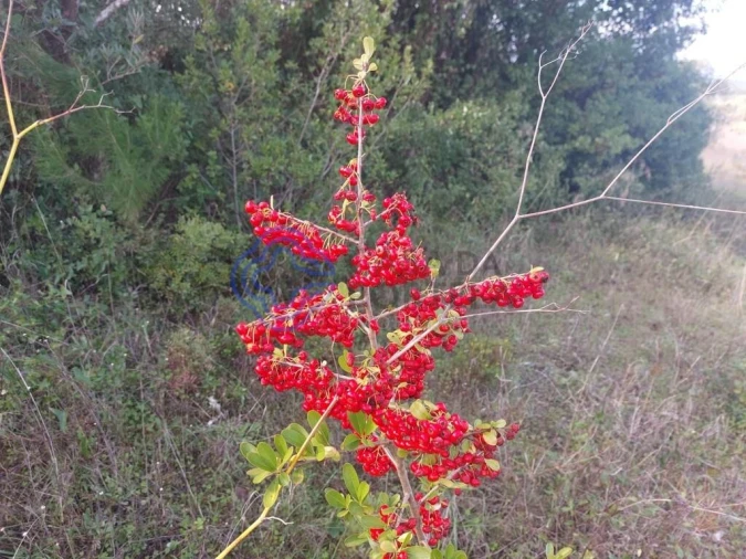 Terreno para Venda em Azeitão (São Lourenço e São Simão) Foto 19