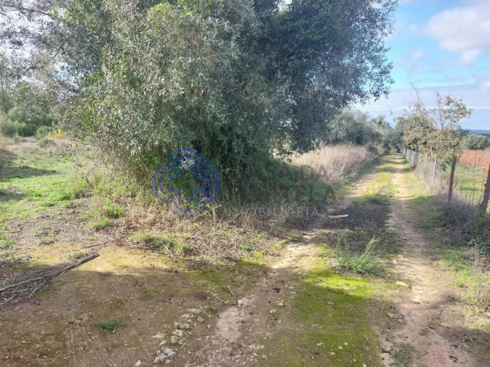 Terreno para Venda em Azeitão (São Lourenço e São Simão) Foto 47