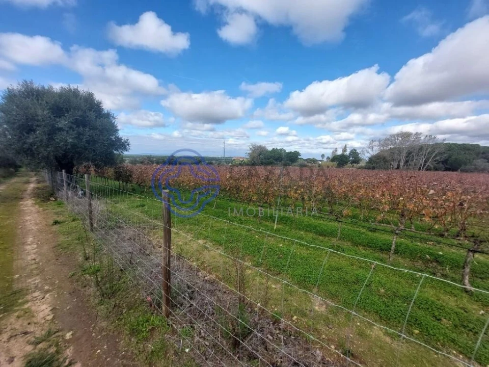 Terreno para Venda em Azeitão (São Lourenço e São Simão) Foto 40