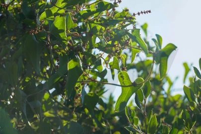 Terreno para Venda em Loule (São Sebastião)