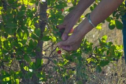 Terreno para Venda em Loule (São Clemente)