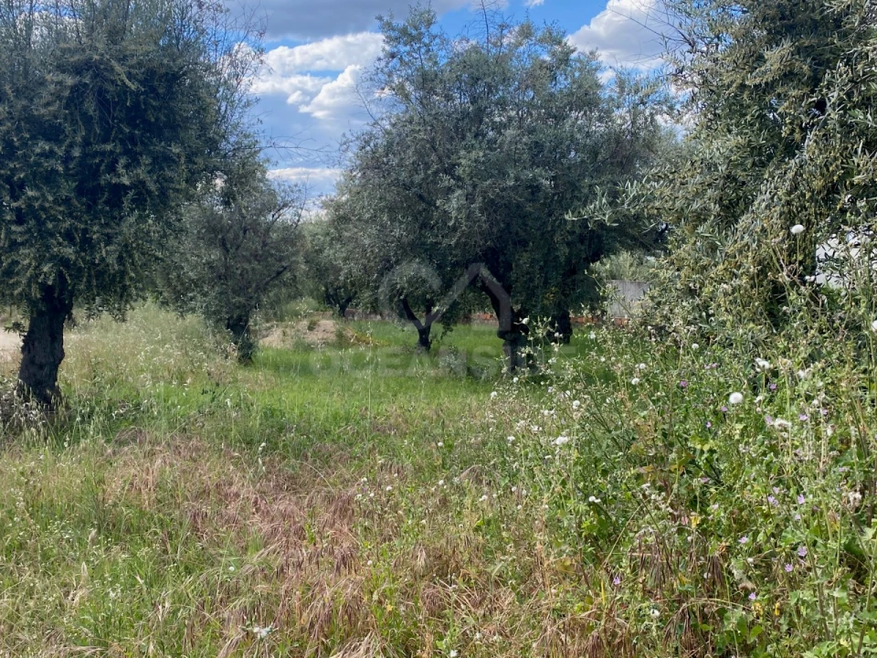 Quinta T1 para Venda em Castelo Branco Foto 26