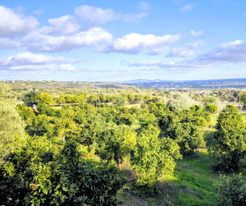 Terreno Misto para Venda em Ferreiras Foto 5