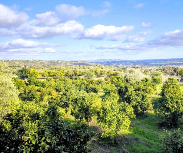 Terreno Misto para Venda em Ferreiras Foto 5